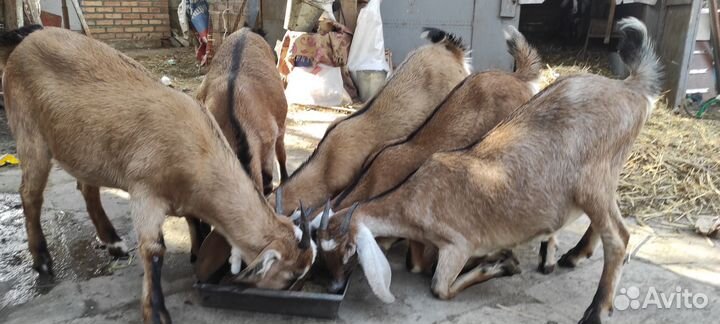 Породистые козы молочные
