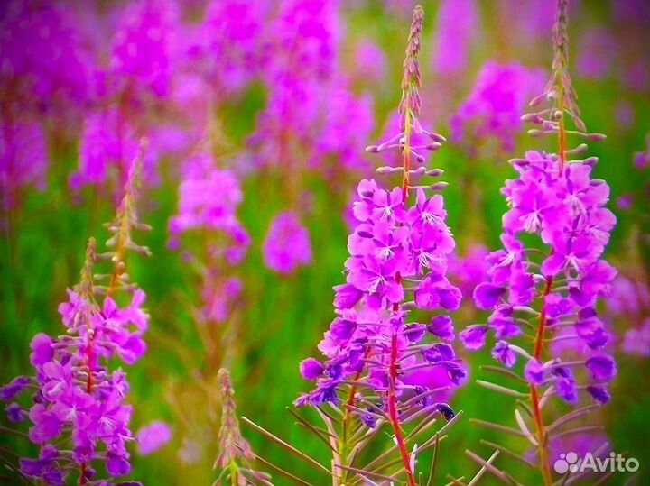 Иван-чай 1кг кипрей органический, в гранулах