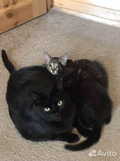 Черный котенок мальчик