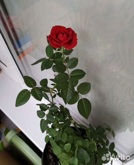 Розы кустовые в горшках и на высадку в грунт