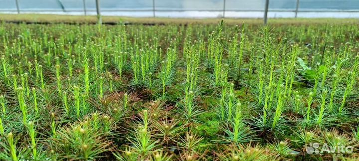 Саженцы сосны и ели окс оптом