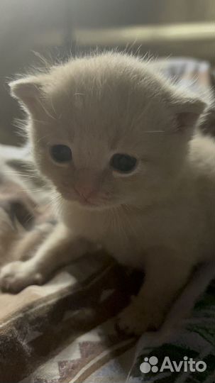 Продам котят