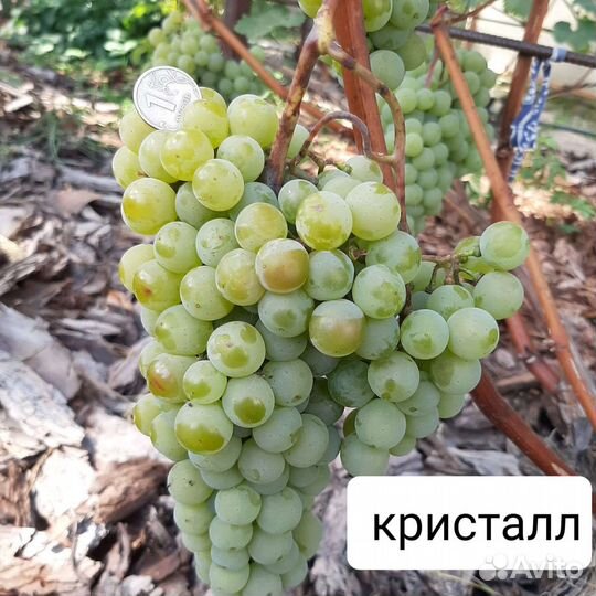 Саженцы винограда