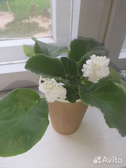 Фиалка букет невесты