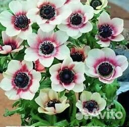 Анемона ди Каен клубни микс