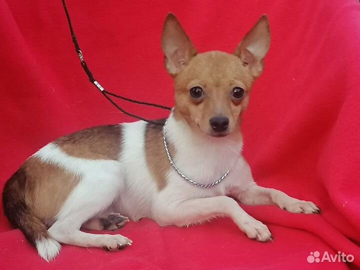 Щенки той фокстерьера