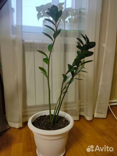 Замиокулькас