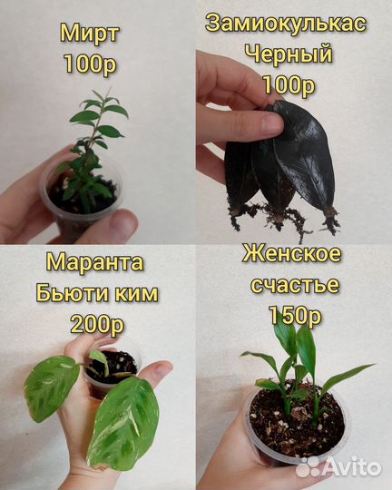 Пассифлора, хойя, сингониум