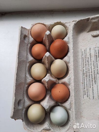 Домашние куриные яйца