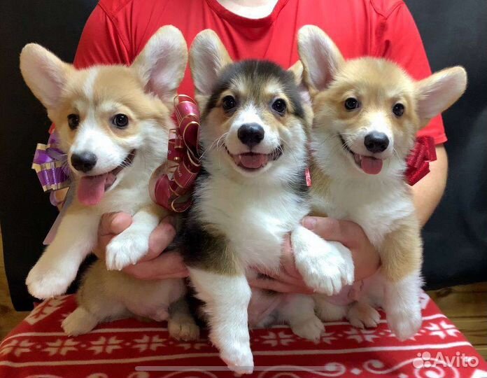 Вельш корги пемброк шикарные щенки, видео