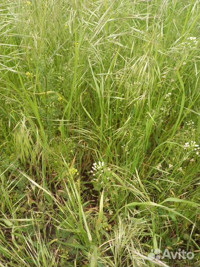 Сено луговое