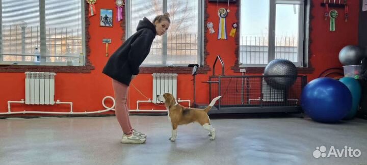 Хендлер. Подготовка к выставке