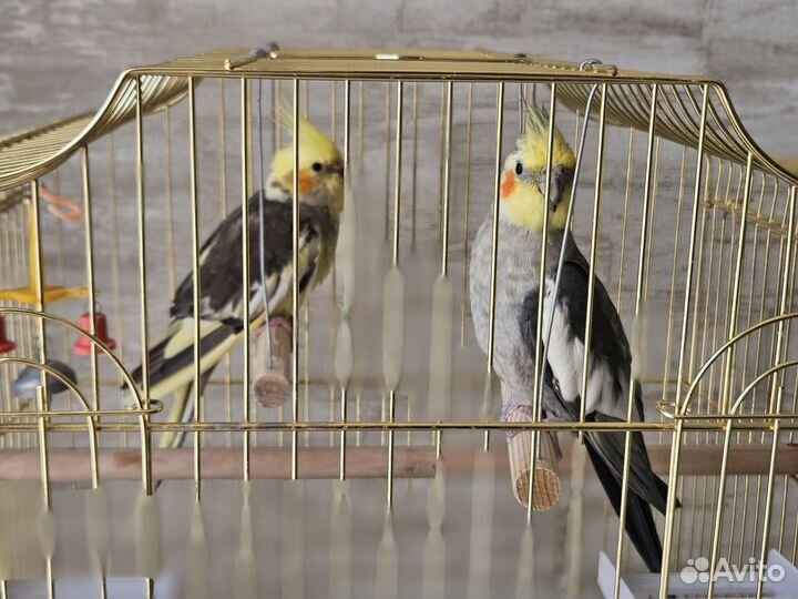 Попугаи корелла с клеткой