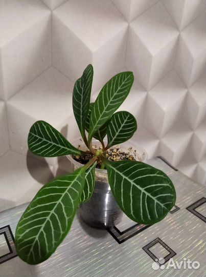 Комнатные цветы