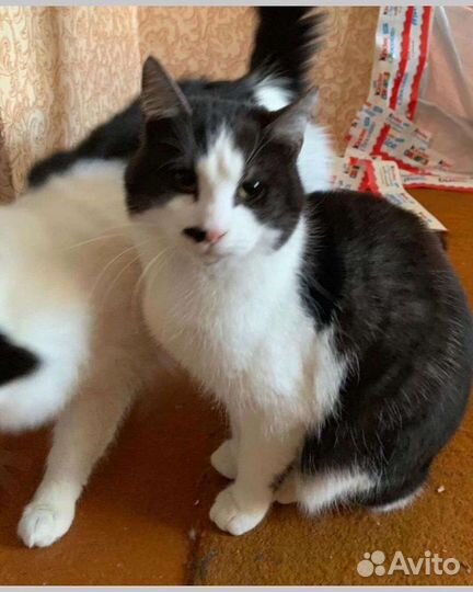 Кот в добрые руки