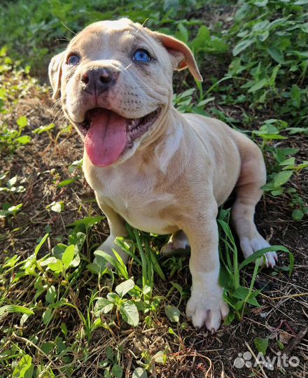 Американский булли мрамор