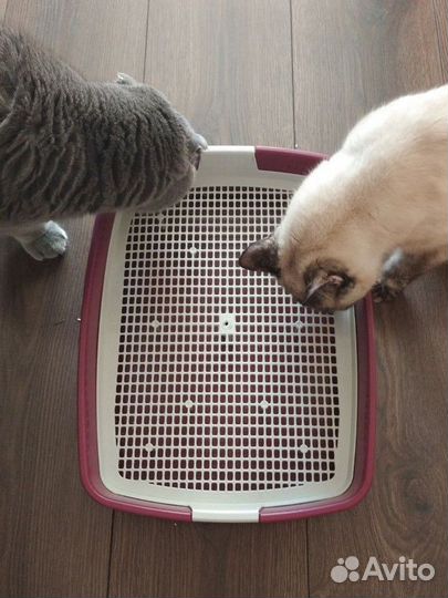 Лоток для кошек новый