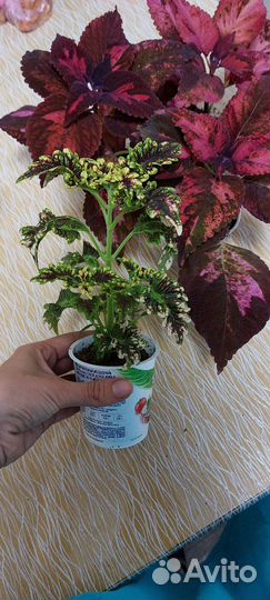 Колеус вегетативный