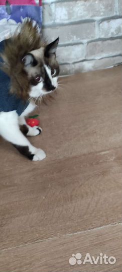 Куртка для кошки