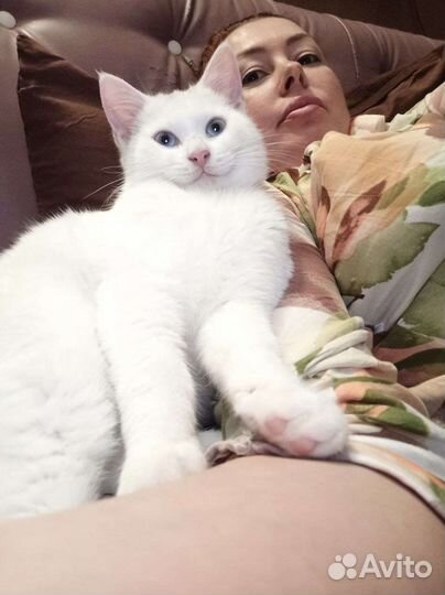 Вязка Кот Турецкий Ван без родословной,с вет.пасп