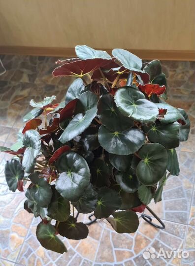 Бегония краснолистная Фиста