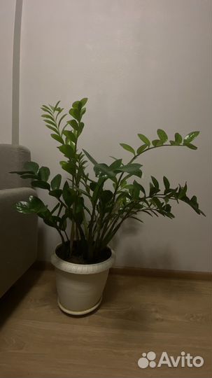 Замиокулькас