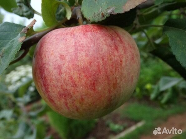 Саженцы яблони Братчуд, Солнышко, Медуница