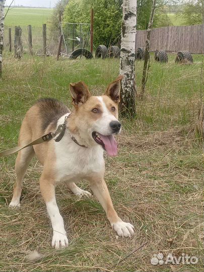 Отдам бесплатно