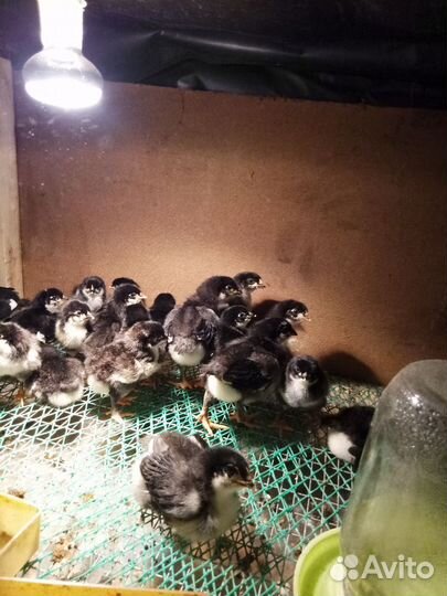 Цыплята Маран