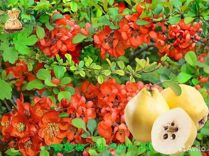 Айва японская саженцы