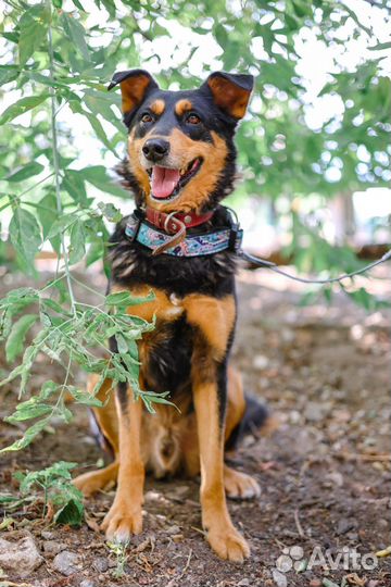 Приходи в приют за другом