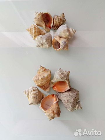 Морские ракушки раковины