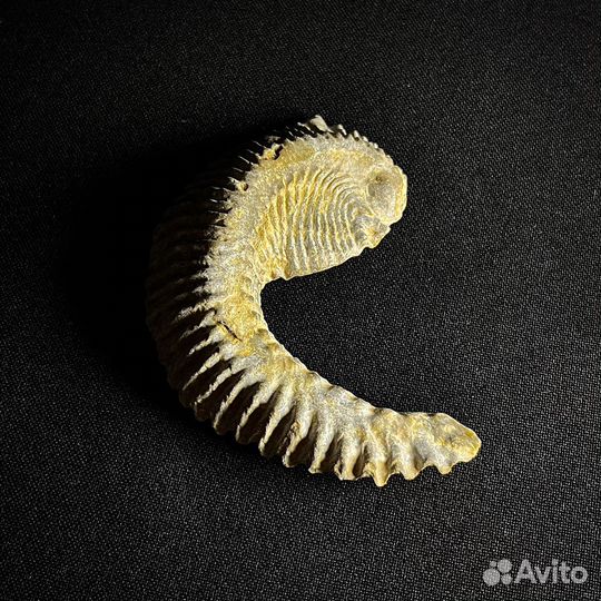 Устрица окаменелость ископаемое моллюск