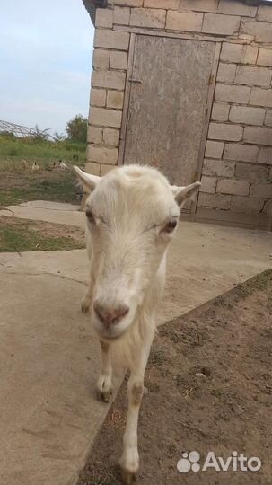 Коза дойная
