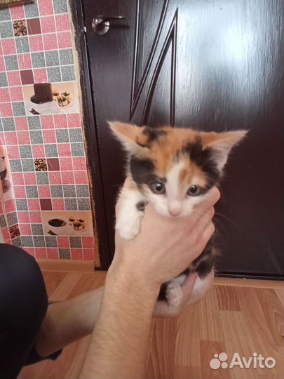 Кошки в добрые руки
