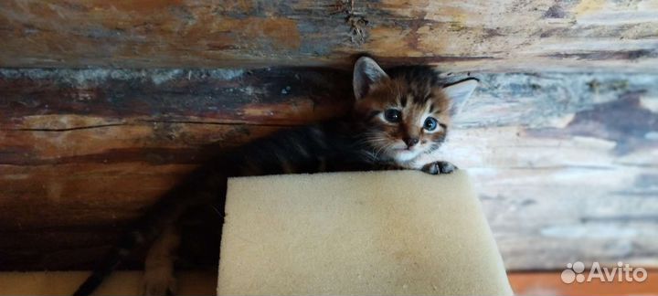 Котята в добрые руки бесплатно