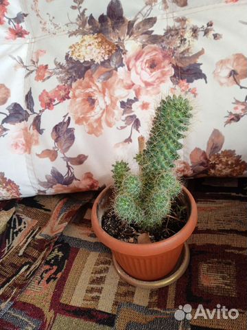 Кактус цветущий
