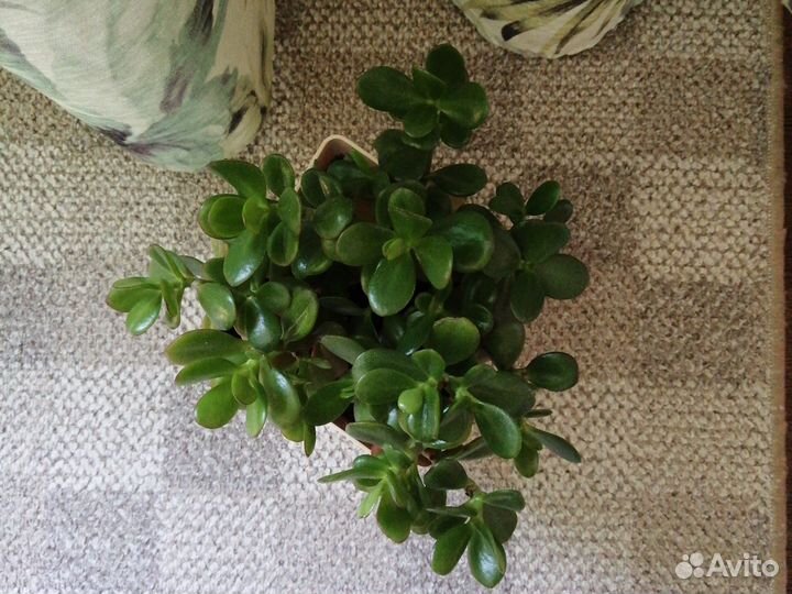 Крассула (денежное дерево) растение