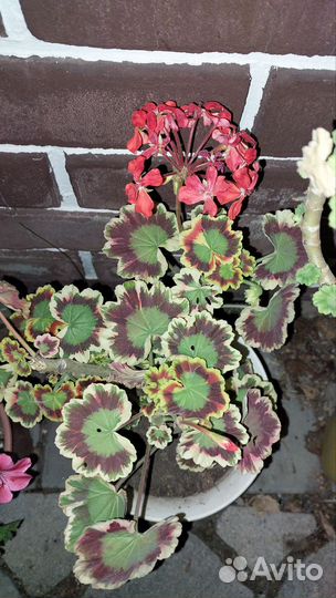 Пеларгония герань