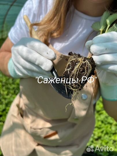 Рассада клубники опт/ розница