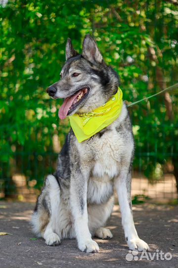 Собака Гром из приюта ищет семью