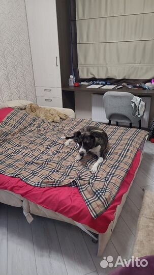 Самый лучший пёс