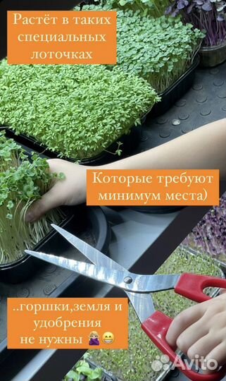 Набор для выращивания микрозелени