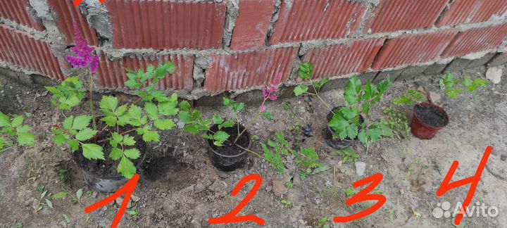 Красавица астильба. Осталось 2 шт