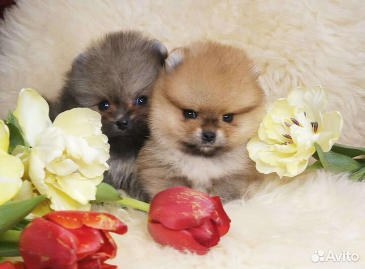 Super Mini малыши Померанский шпиц