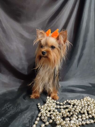 Мини крошка