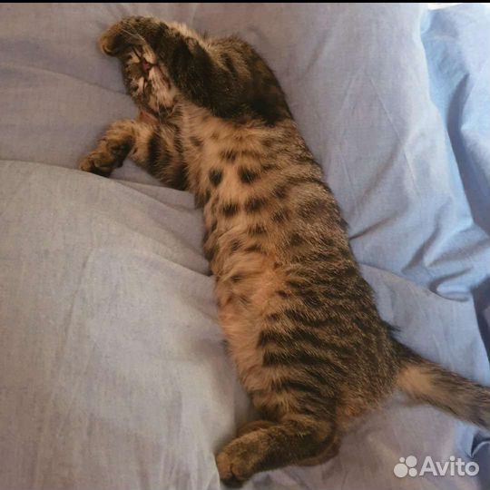 Кошечка миниатюрная стерилизована 1 год