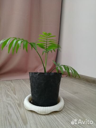 Пальма хамедорея