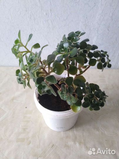 Аихризон (дерево любви)