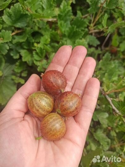 Саженцы крыжовника